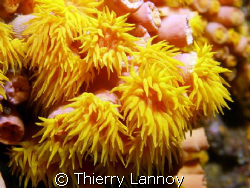 Orange Cup Coral in the Sea of Cortez.... by Thierry Lannoy 
